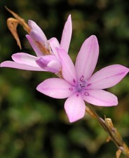 Angel fishing rod - angel's, dierama