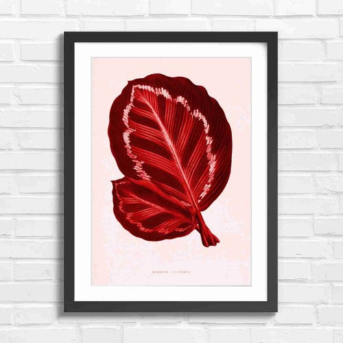 Maranta illustris vintage leaf - maranta,