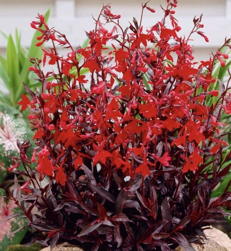 Lobelia queen victoria - 2, x
