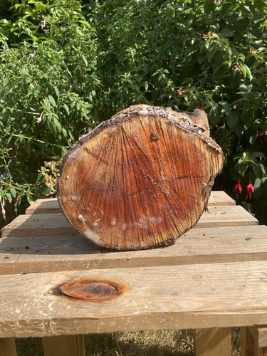 Inch sealed yew log blank - log,