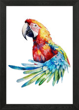 Scarlet Macaw Watercolor