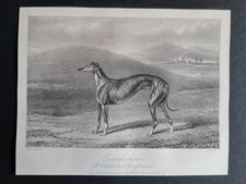 Antique 1856 print - Hunting - Country Life - Greyhound Racing - Ecclefechan