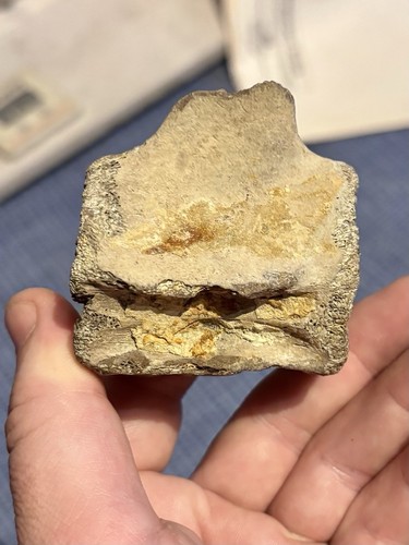Dolphin vertebrae fossil - dolphin,