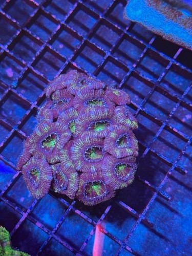 Coral beauties aquatics aussie - coral,