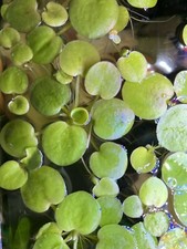 7X Amazon Frogbit Limnobium Laevigatum Floating Surface Plants