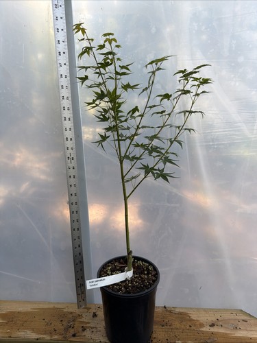 Wildfire japanese maple - 1g,,