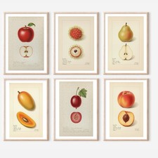 Set of 6 Antique Inspired