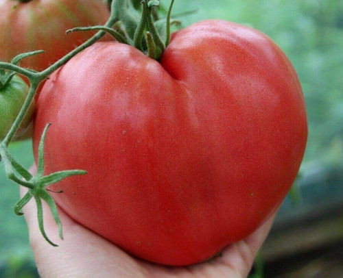 Anna russian tomato seeds - tomato,