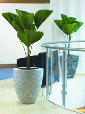 Licuala grandis (Ruffled Fan Palm Tree) 5 Seeds | RARE Indoor House Plant | UK 