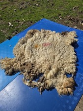 Raw Unwashed Rare Sheep Fleece