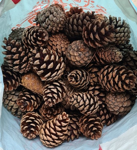 Pine fir cones pinecone - 25,
