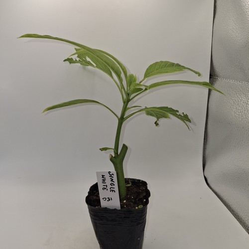 White brugmansia angel - brugmansia, angel’s