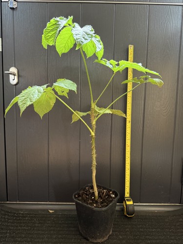 Brassaiopsis fatsioides plant - fatsioides,