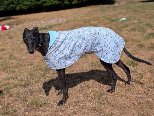 Lightweight greyhound coat - greyhound,