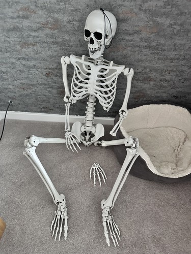 Halloween skeleton life size - halloween,