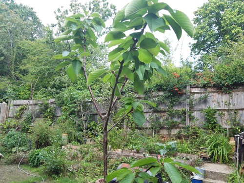 Cherry tree unknown variety - unknown,