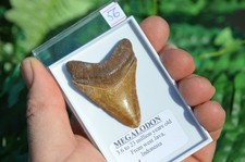 Wow genuine megalodon - megalodon, shark