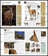 Klipspringer #208 Mammals - Wildlife Explorer Fold-Out Card