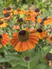 Helenium autumnale 'Short and