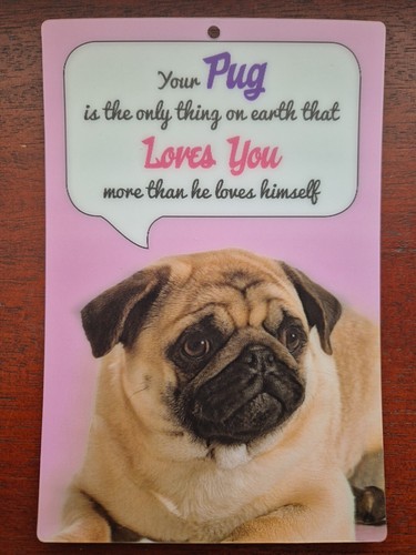 Fawn pug dog - pug,