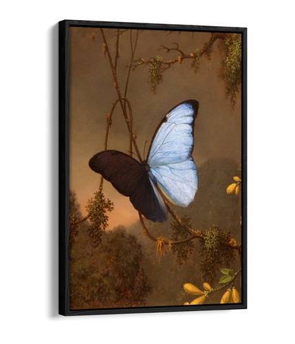 Blue morpho butterfly painting - blue,