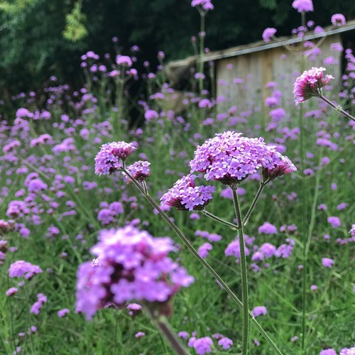 Verbena bonariensis plant - verbena, in
