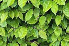 Common Hornbeam (Carpinus