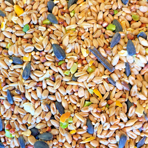 Wild bird seed - bird, special