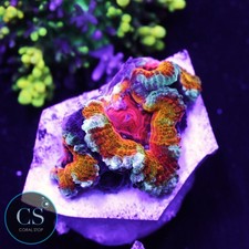 CS BSA Passionfruit Acan -