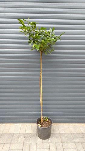 Laurus nobilis 160cm - laurus,