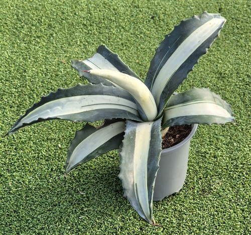 Agave mediopicta alba - 'mediopicta, alba'