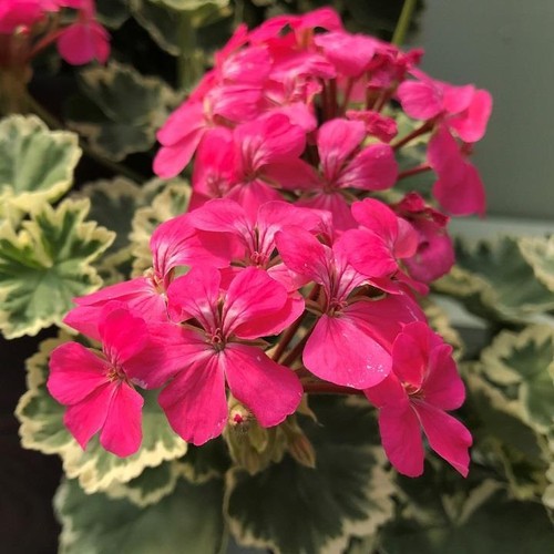 Geranium zonal variegated - geranium,