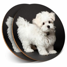 2 x Coasters - Maltese Puppy