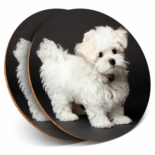 Coasters maltese puppy - x,