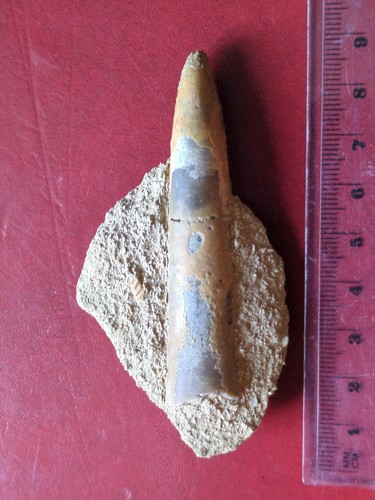 Fossil belemnite jurassic - fossil,