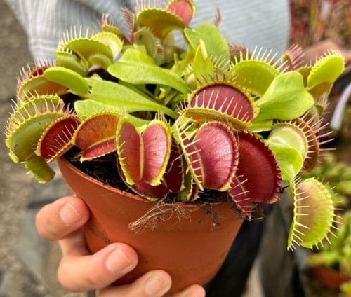Venus flytrap dionaea - venus,