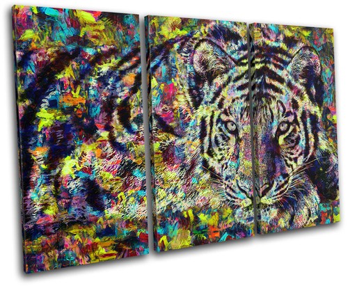 Tiger big cat - tiger,