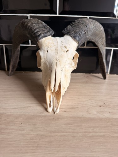 Real rams skull - real,