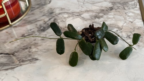 Hoya rotundiflora