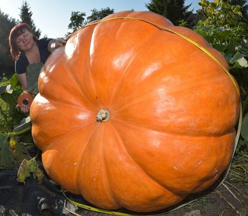 Super max pumpkin seeds - super,