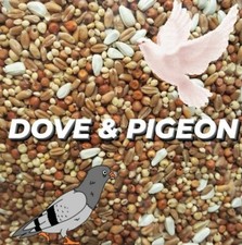 Pigeon Dove Seed Wild Bird