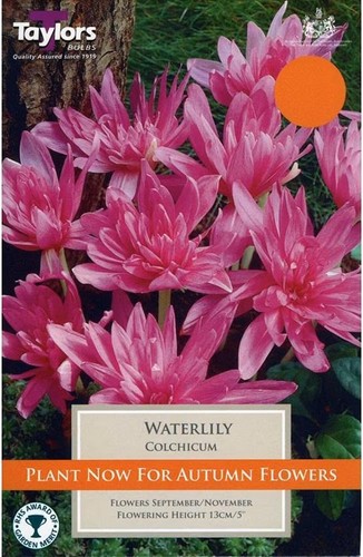Colchicum water lily taylors - water,