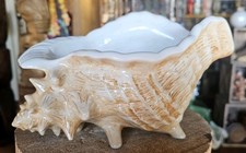 Trader Vic’s Conch Shell