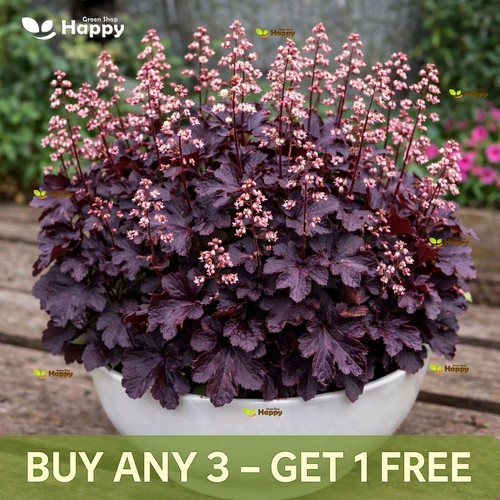 Coral bells palace purple - bells,
