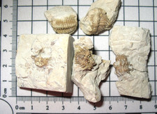 Devonian Kettneraspis