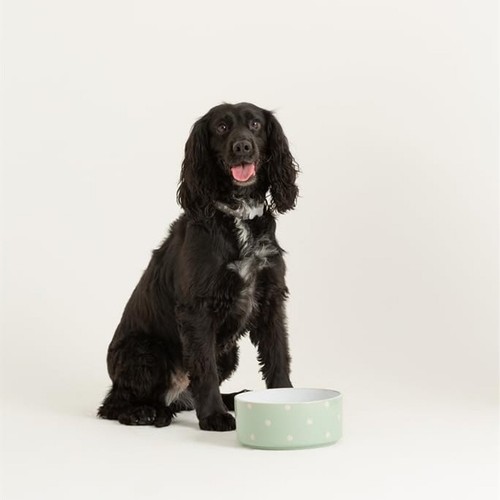 18cm mason cash - dog, bowl