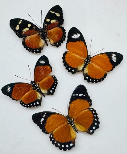 Real butterfly euphaedra - butterfly,