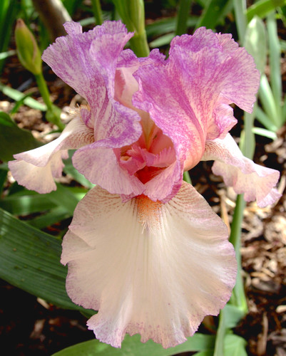 Bearded iris rhizomes - (pink),