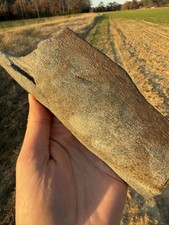 Nice Extinct Baleen Whale Bone
