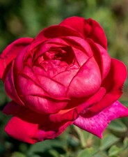 Rosa Othello - Highly scented